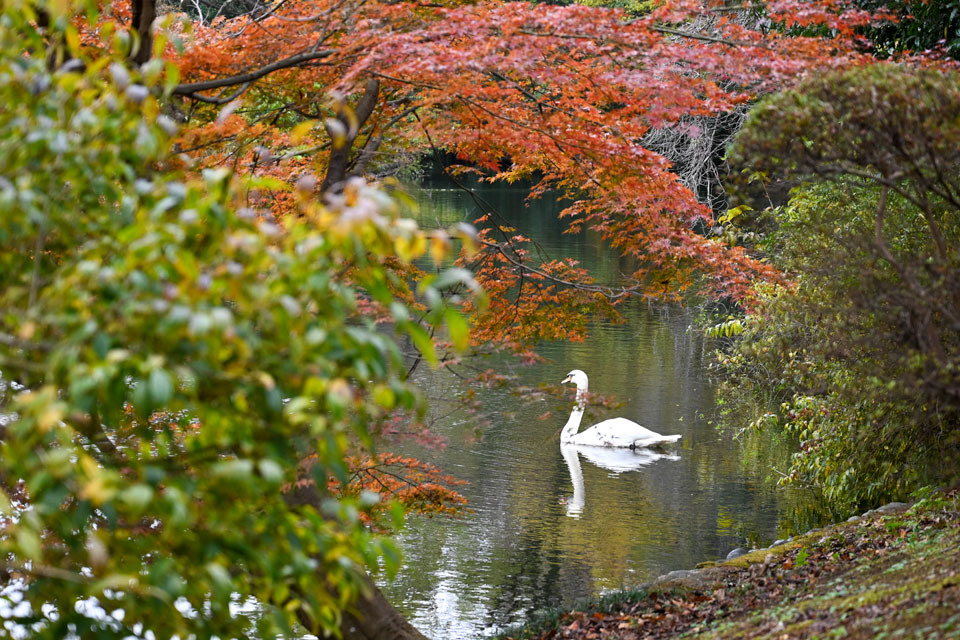 白鳥と大池