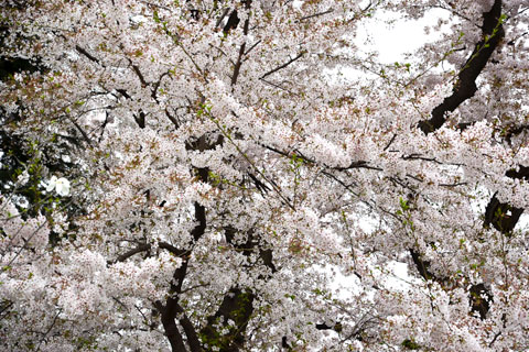 大泉高校の桜