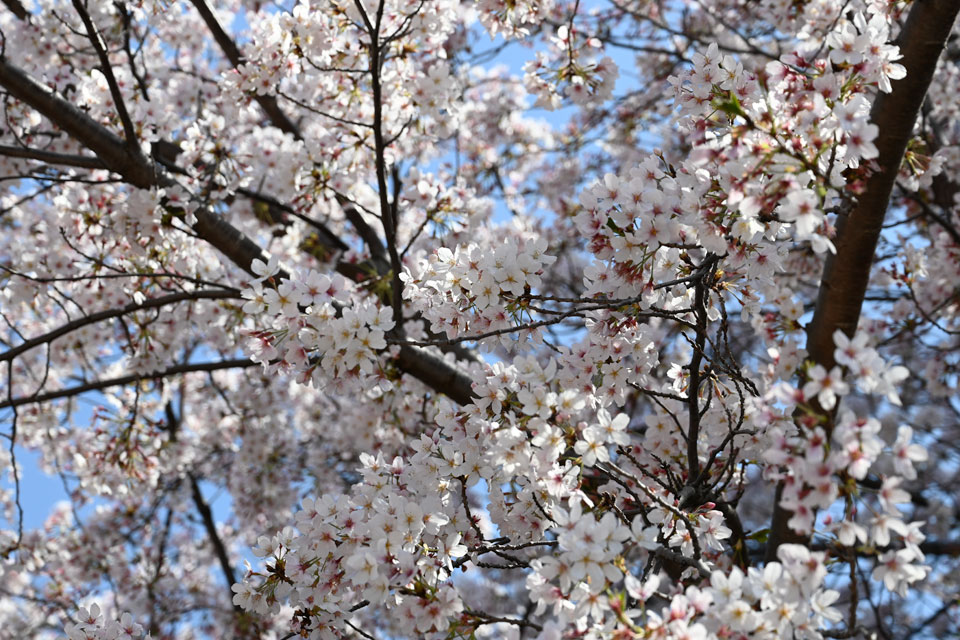 和田稲荷の桜