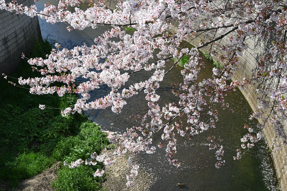 山下橋の桜