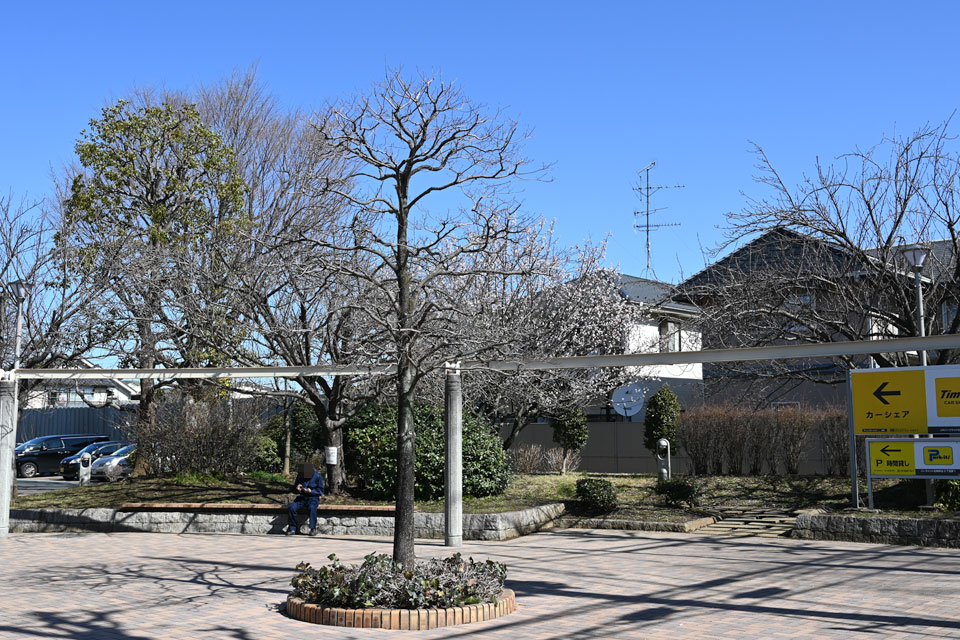 石神井団地公園