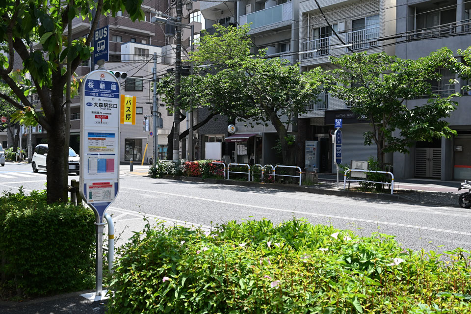 桜新道