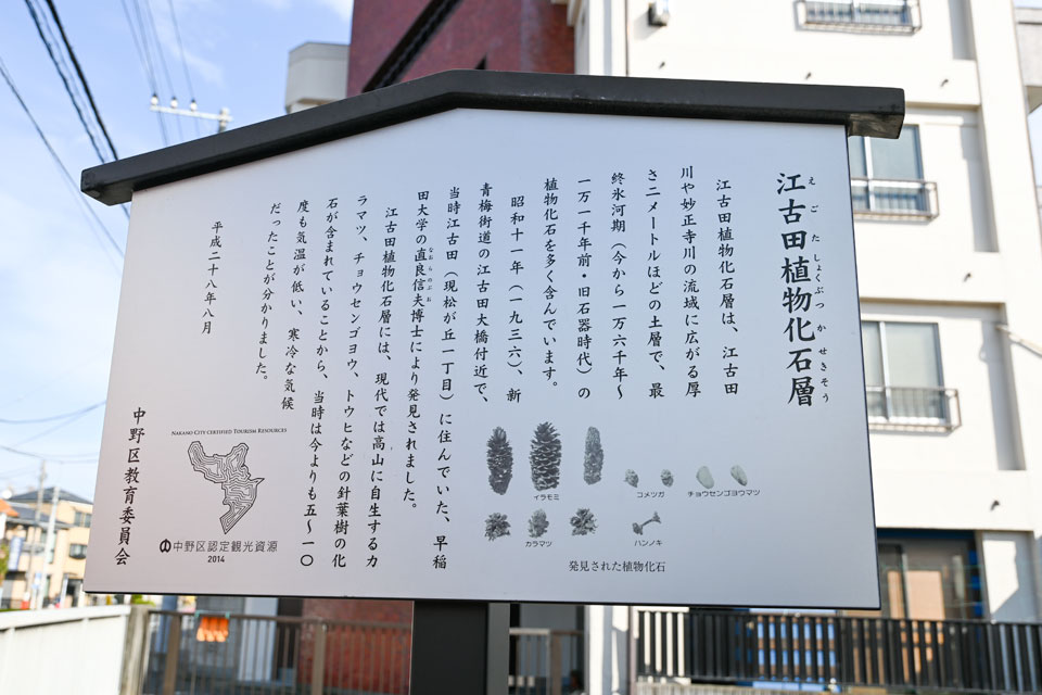 江古田植物化石層