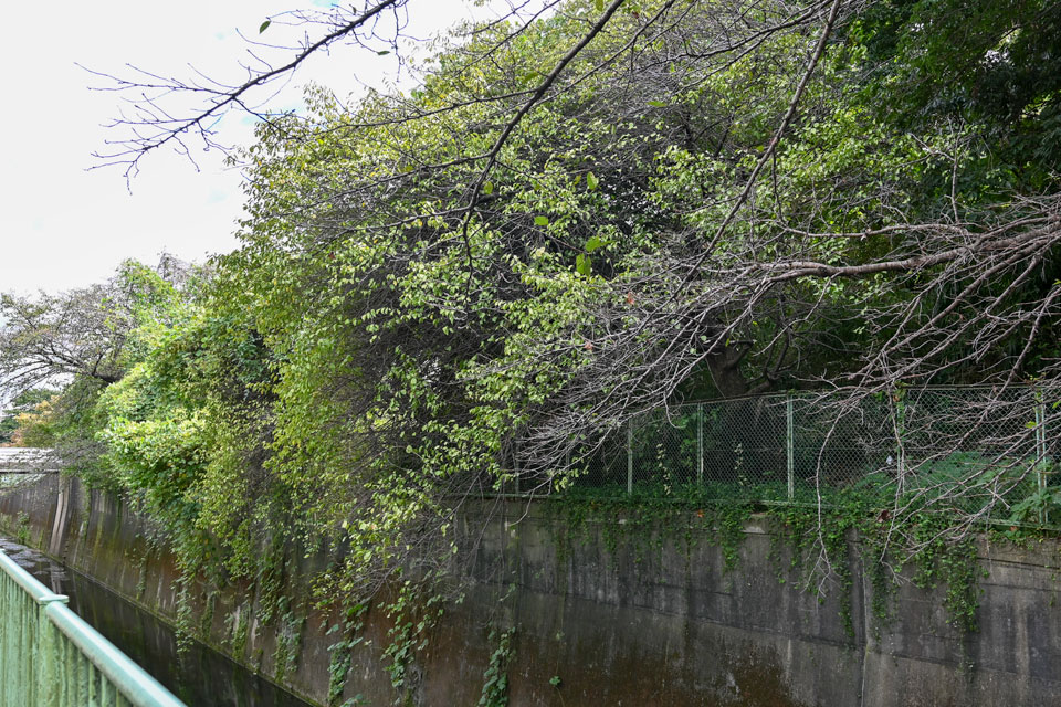 神田川