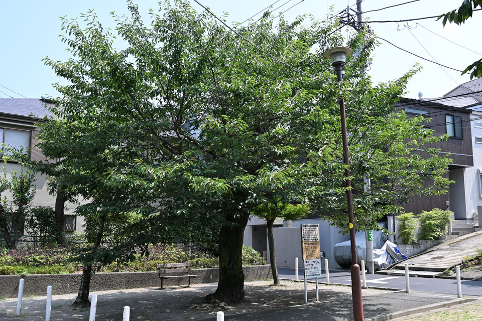 北沢さくら公園