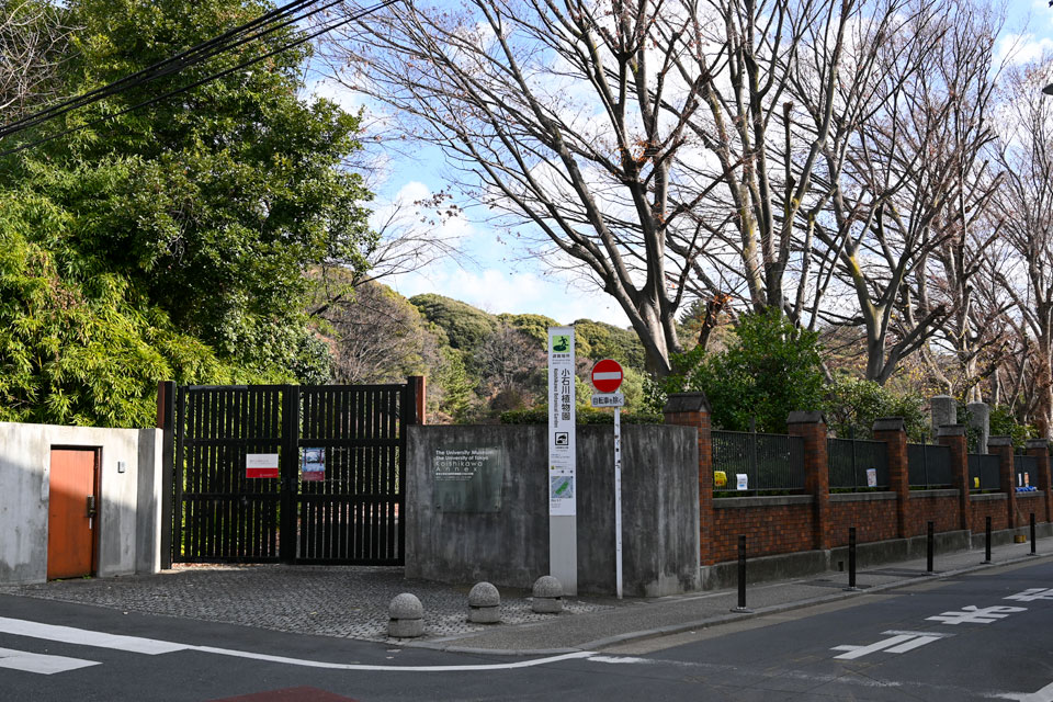 小石川植物園