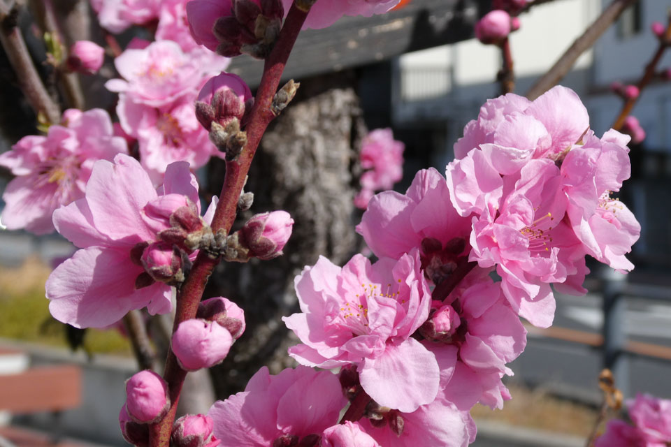 花桃
