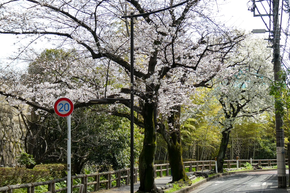 六郷用水と桜