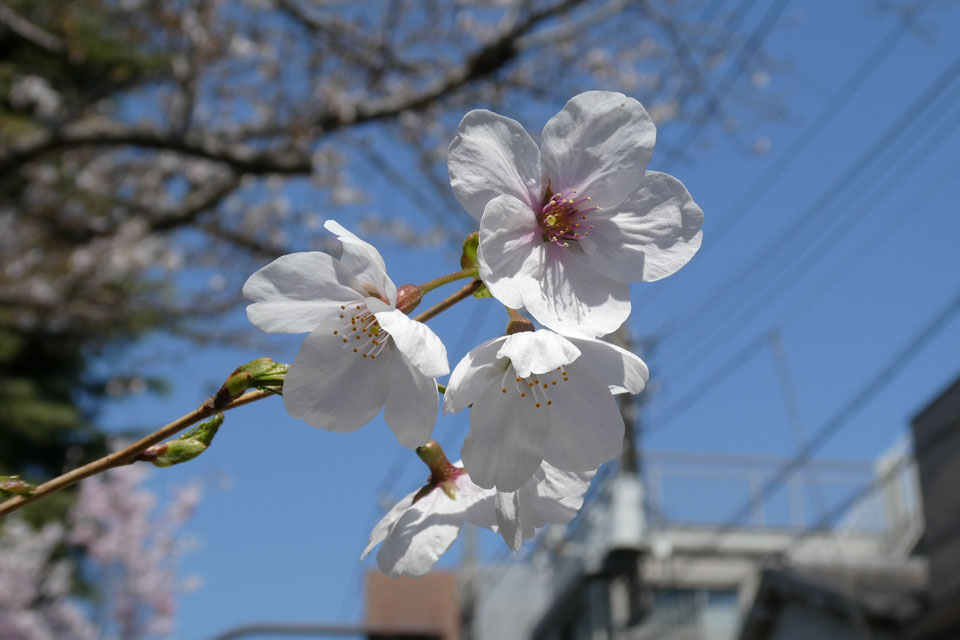 桜
