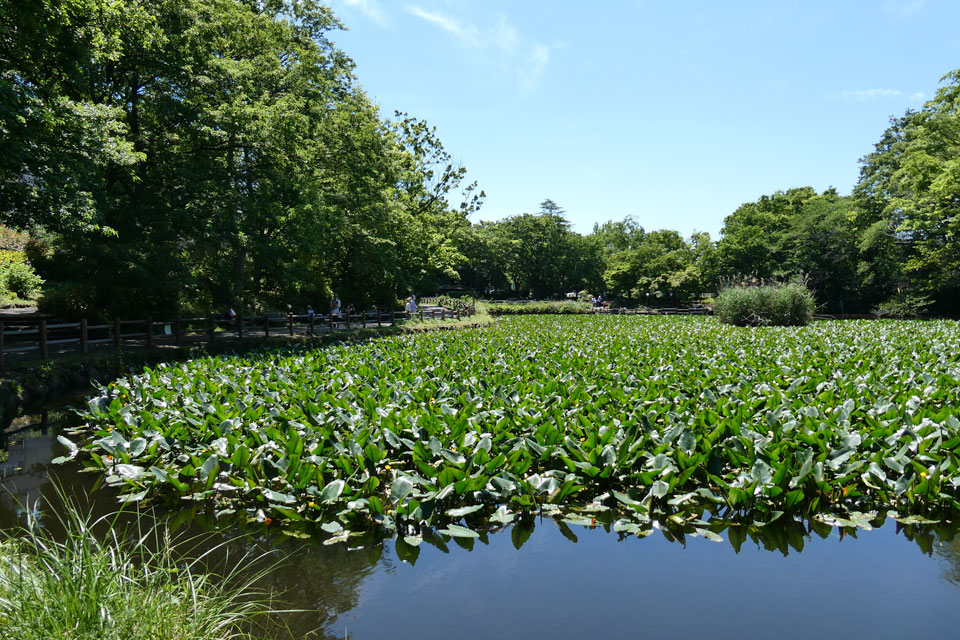 河骨