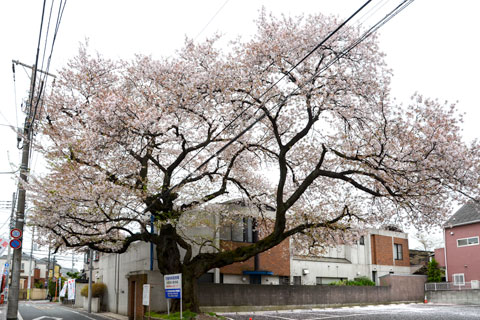 本間南口駐車場の桜