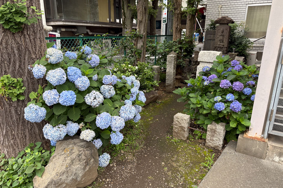 アジサイ