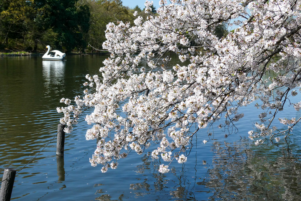 石神井池