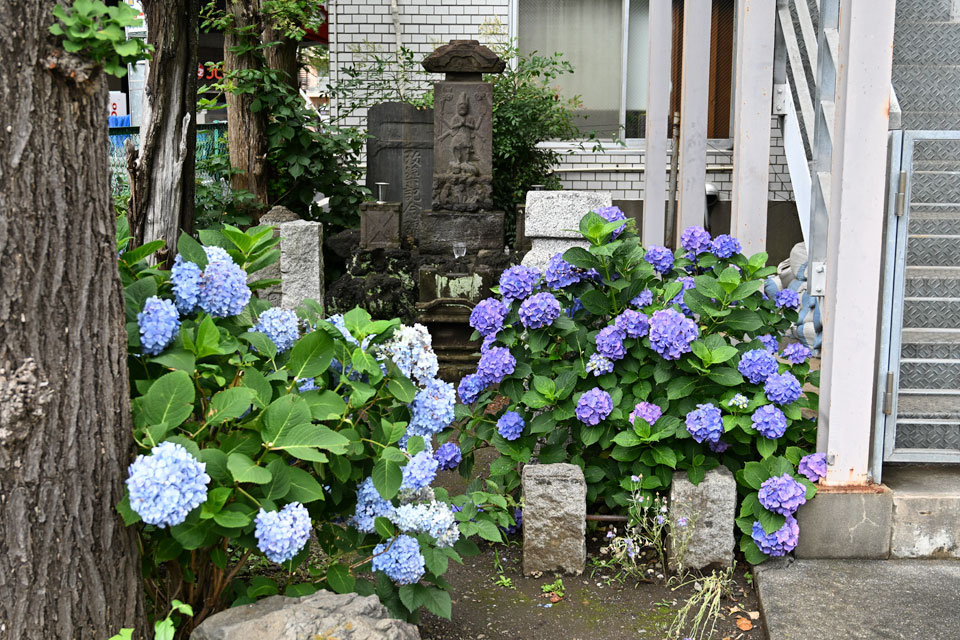 アジサイ
